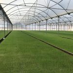 sustrato propagacion horticola