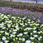 sustrato planta ornamental